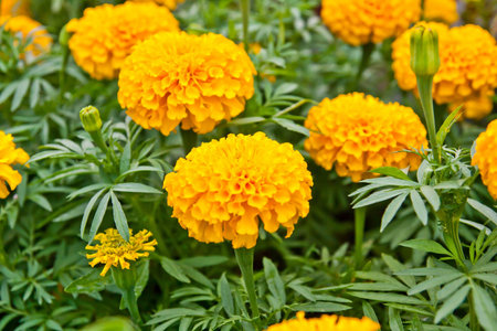 yellow flower in flower shop の写真素材