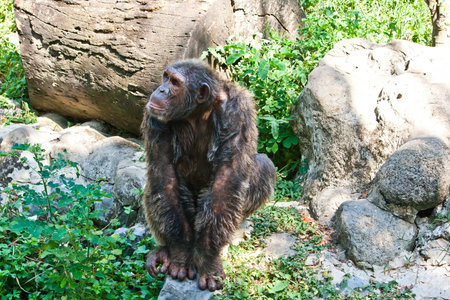 chimpanzee in a zoo
