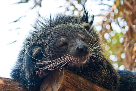 bear の写真素材