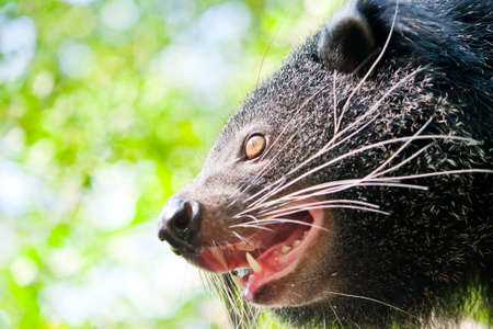 bear の写真素材