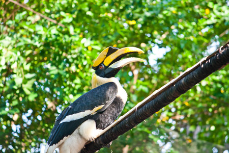 Hornbill Bird