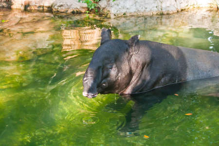 Tapir in the poolの写真素材