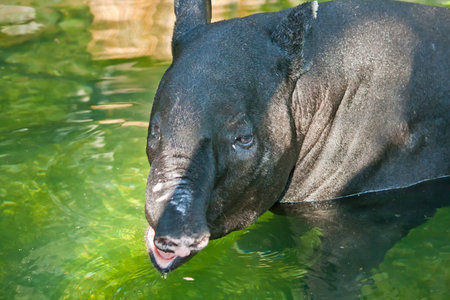 Tapir in the pool