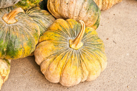 Autumnal pumpkins, harvest の写真素材