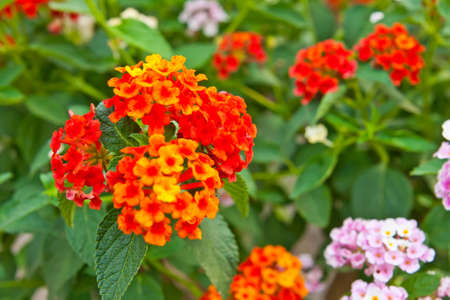 A closeup shoot of lantana camara flower の写真素材