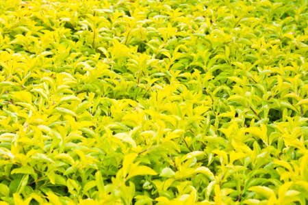 Spring flowers background の写真素材