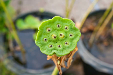 Lotus seeds Species flower の写真素材