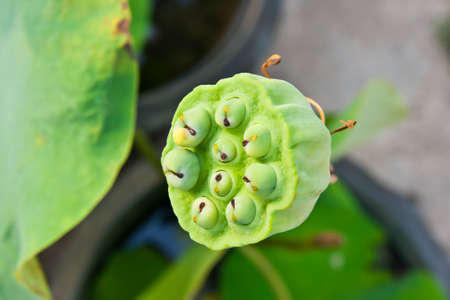 Lotus seeds Species flower の写真素材