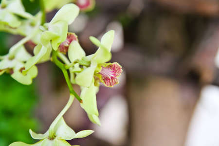 Yellow Orchid の写真素材