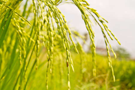 Rice fieldsの写真素材