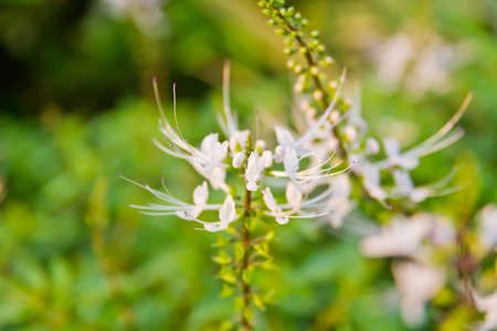 white flowerの写真素材