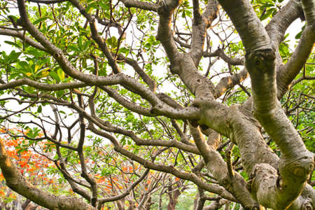 tree in the parkの写真素材