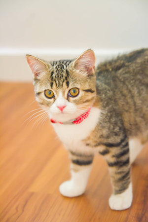 Little gray kitten playingの写真素材