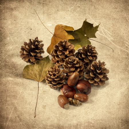 Pine cones and autumn leaves isolated on grungy backgroundの写真素材
