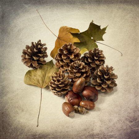 Pine cones and autumn leaves isolated on grungy backgroundの写真素材
