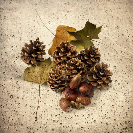 Pine cones and autumn leaves isolated on grungy background and water-dropsの写真素材