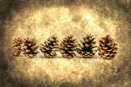 Pine cones isolated on grungy backgroundの写真素材