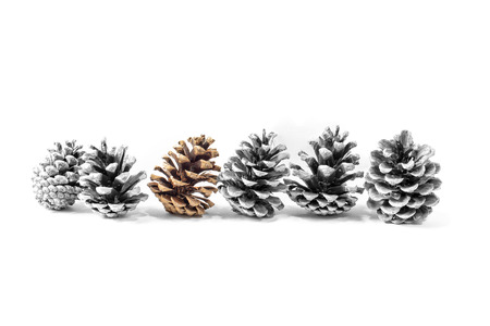 Black and white pine cones isolated on whiteの写真素材