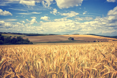 Vintage photo of a wheat field on a sunny day in front of a blue sky with cloudsの写真素材