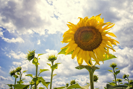 Blooming sunflowers with blue sky and clouds on a sunny dayの写真素材