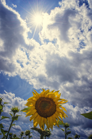 Blooming sunflowers with blue sky and clouds on a sunny dayの写真素材