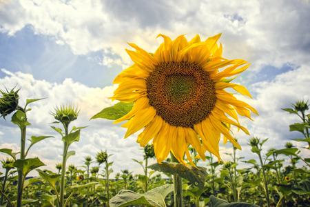 Blooming sunflowers with blue sky and clouds on a sunny dayの写真素材