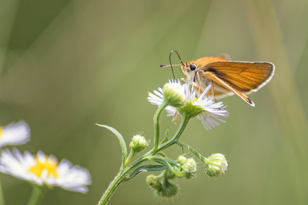 Butterfly on a small flowerの写真素材