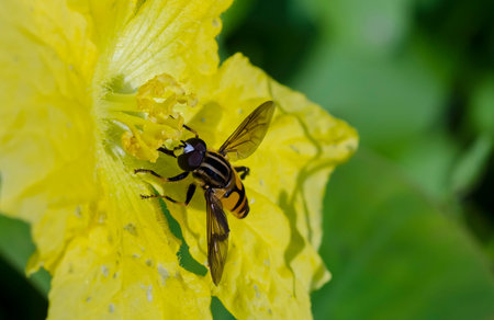 honey bee sucking nectar