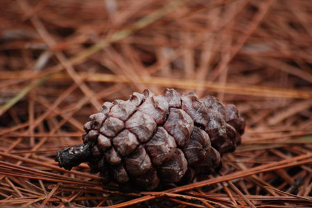 Brown pine cone in the forest