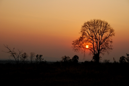 Silhouette of tree in the sunsetの写真素材