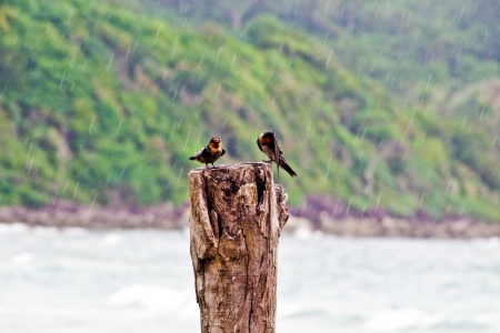 A pair of birds stanging on a wood in the rainの写真素材