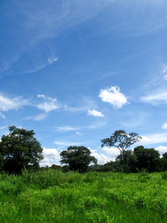 The green grass field and the clear blue skyの写真素材