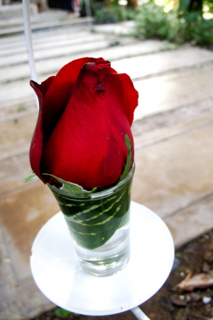 The red rose in the glassの写真素材