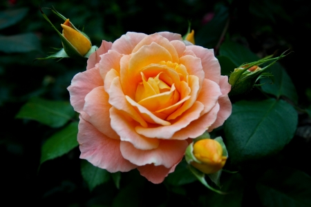 The beautiful roseの写真素材
