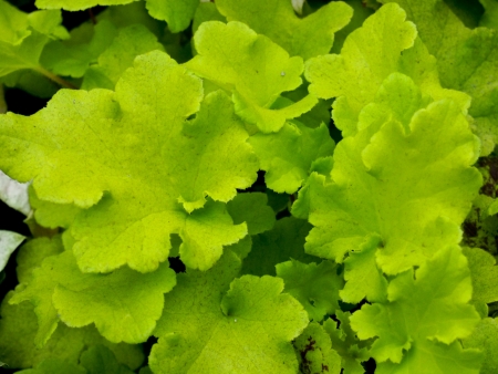 Green leavesの写真素材