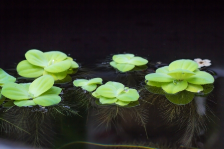 Water Grassの写真素材