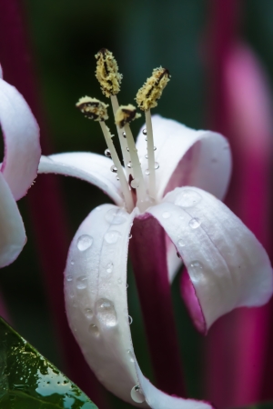 white flower macroの写真素材
