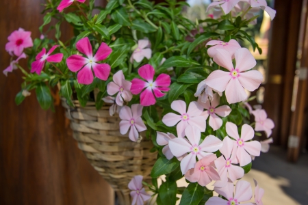 flower basketの写真素材
