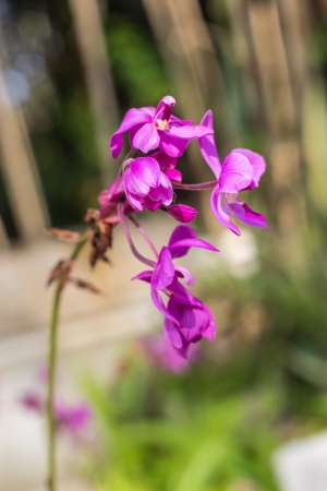 vilolet flowerの写真素材