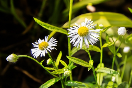little white flower and small spiderの写真素材