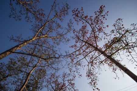 Wood with blue skyの写真素材