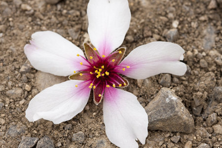 starry flowerの写真素材