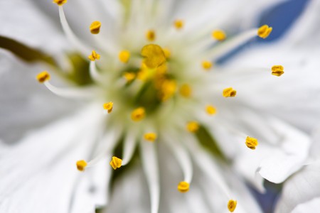 Stamensの写真素材