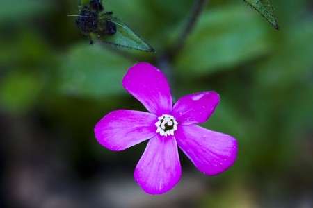 Purple and greenの写真素材