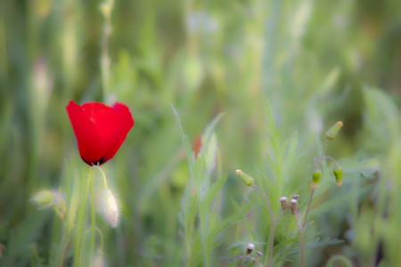 Red and greenの写真素材