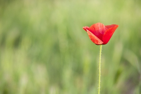 red and greenの写真素材
