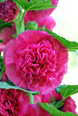 floral partyの写真素材