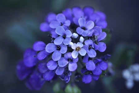 beautiful blue flowersの写真素材