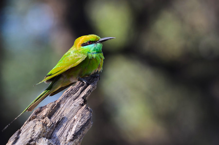 green bee eater, thol bird sanctuary, ahmedabad, Gujarat, India, Asiaの写真素材