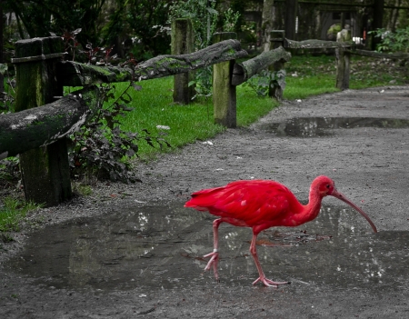 Red ibis walkingの写真素材